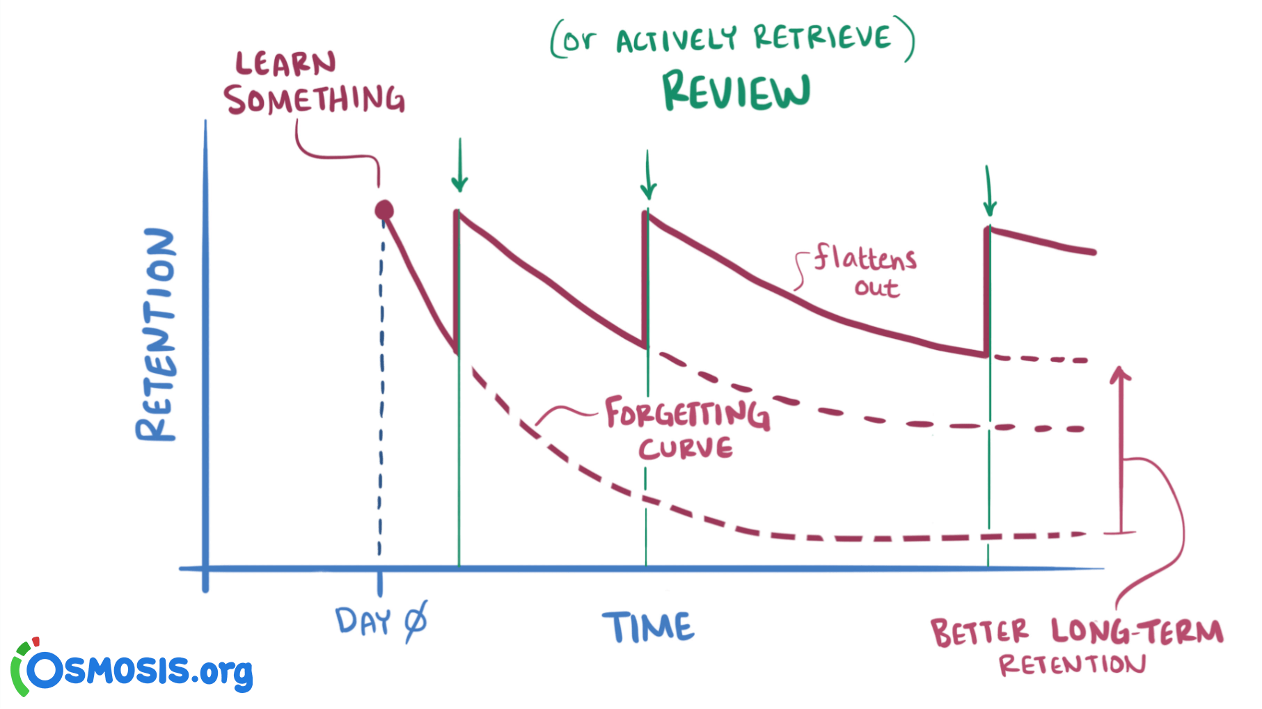 The forgetting curve
